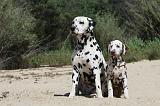 DALMATIEN 269